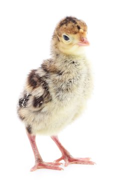 İzole tavuk Türkiye