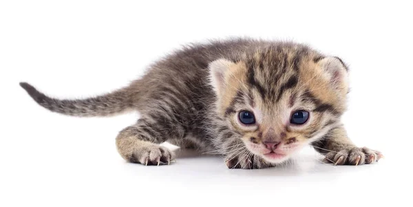 Gatinho no fundo branco. — Fotografia de Stock