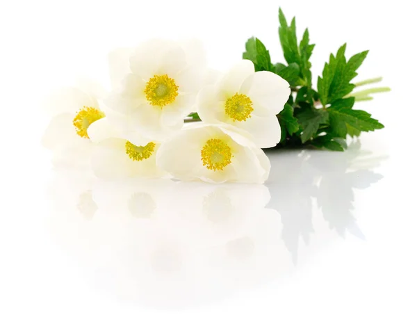 5 흰색 꽃. — 스톡 사진