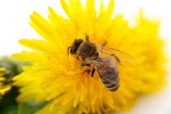 Včely medonosné a žlutý květ — Stock fotografie