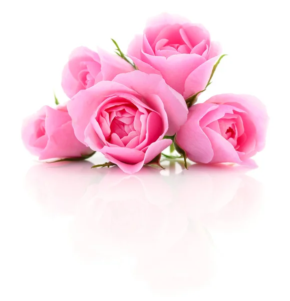 Hermosas rosas rosadas . — Foto de Stock