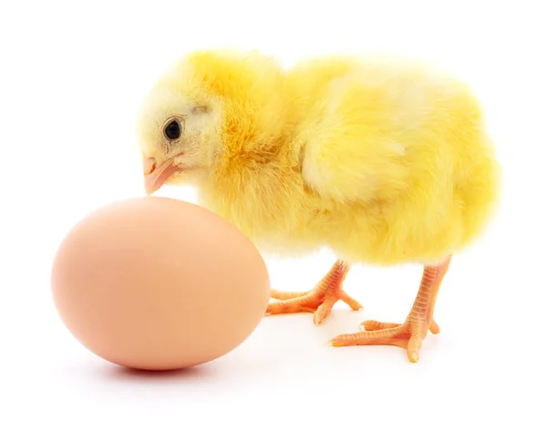 Huhn und Ei — Stockfoto