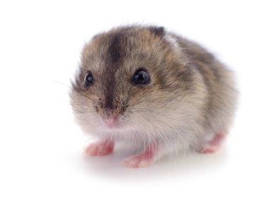 Küçük yerli hamster.