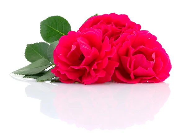 Piękne czerwone róże. — Zdjęcie stockowe