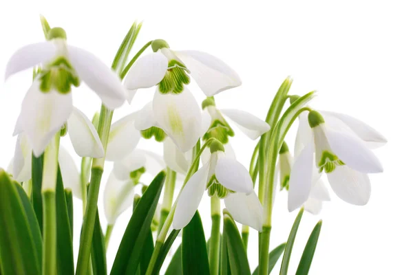 Gotas de neve (Galanthus nivalis) sobre fundo branco — Fotografia de Stock