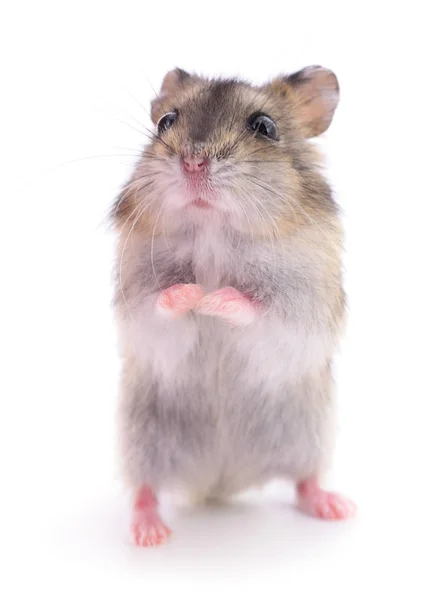 Small domestic hamster. — Stock Photo, Image