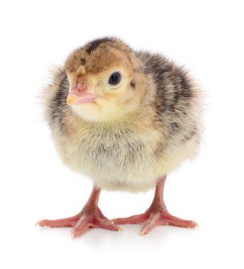 İzole tavuk Türkiye