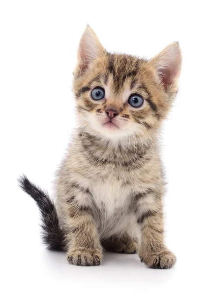 Gatinho no fundo branco. — Fotografia de Stock