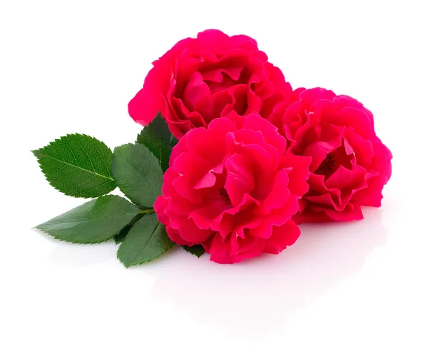 Gyönyörű vörös rózsa. — Stock Fotó