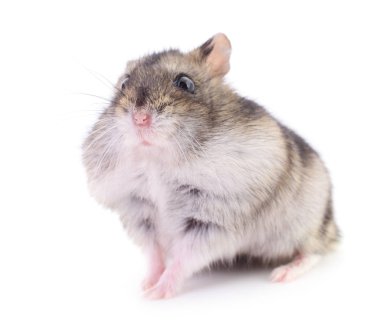 Küçük yerli hamster.