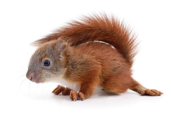 Écureuil roux d'Eurasie . — Photo