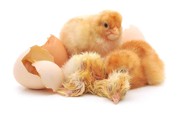Polli e un guscio d'uovo — Foto Stock