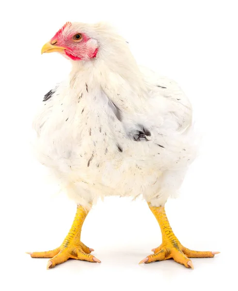 White hen isolated. — Stock Photo, Image