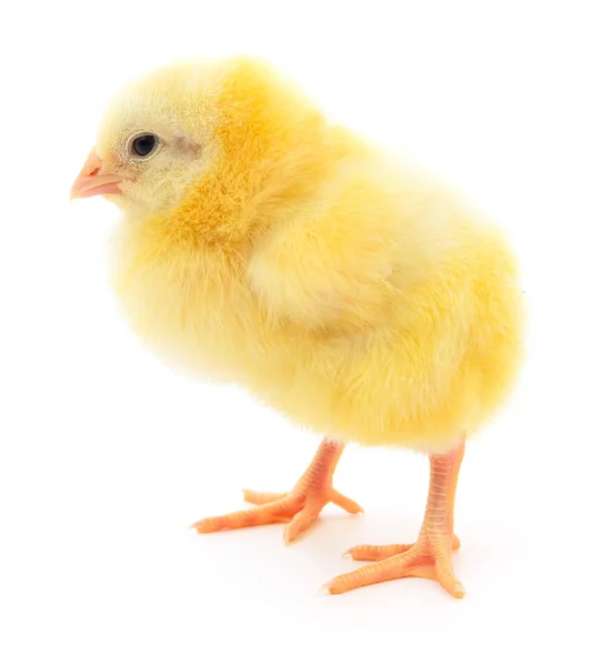 Küçük sarı tavuk — Stockfoto