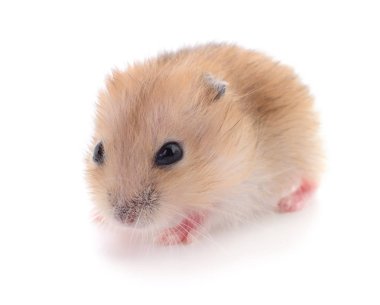Küçük yerli hamster.