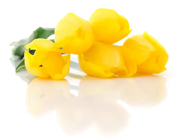Cinco tulipas amarelas — Fotografia de Stock