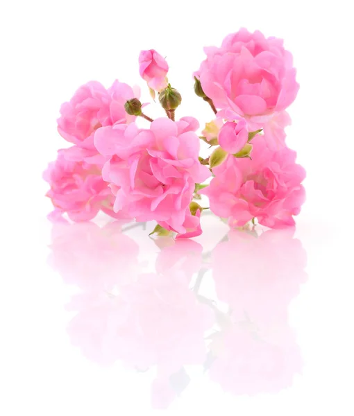 Красиві рожеві троянди . — стокове фото
