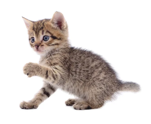 Kitten op witte achtergrond. — Stockfoto