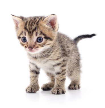 Küçük kahverengi yavru kedi.