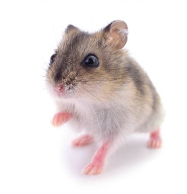 Küçük yerli hamster.