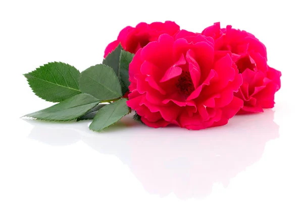 Beautiful red roses. — Stock Photo, Image