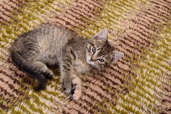 Kitten on textile background — Stock Photo, Image