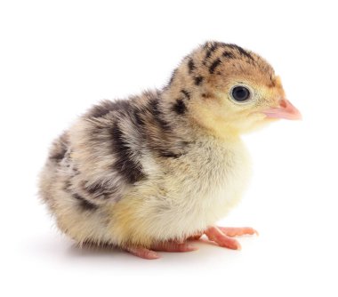 İzole tavuk Türkiye