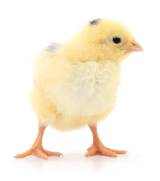 Küçük sarı tavuk — Stok fotoğraf