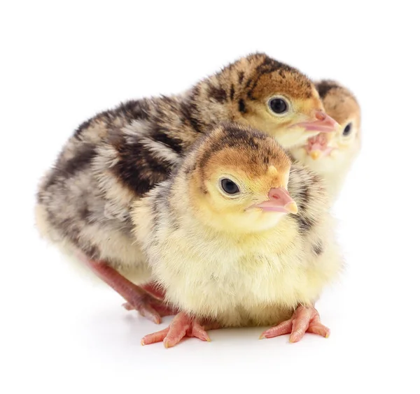 Κοτόπουλο γαλοπούλες απομονωμένες — Φωτογραφία Αρχείου