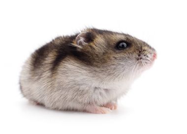 Küçük yerli hamster.