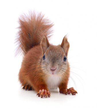 Avrasya Kızıl sincap.