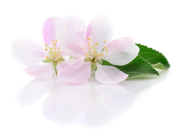 Flores de manzana con hojas . —  Fotos de Stock