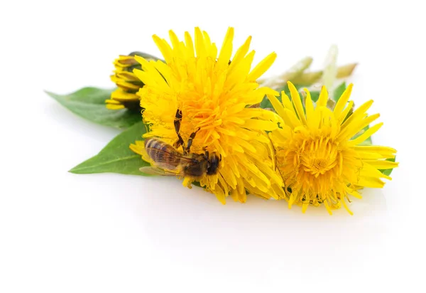 Honeybee and yellow flower — Stock Photo, Image