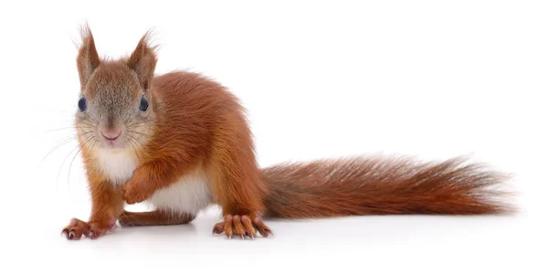 Esquilo vermelho eurasiano . — Fotografia de Stock