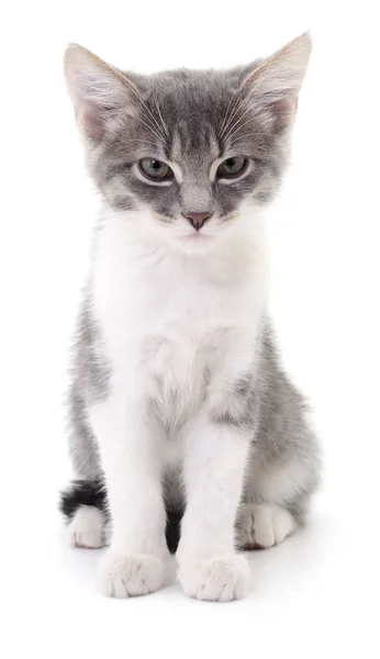 Kitten op witte achtergrond. — Stockfoto