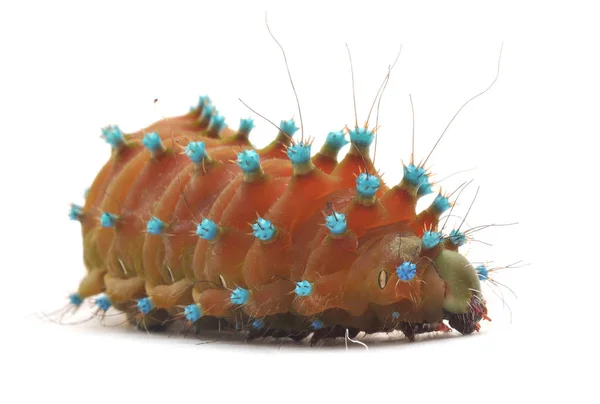 Små caterpillar isolatet — Stockfoto
