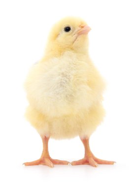 küçük sarı tavuk 