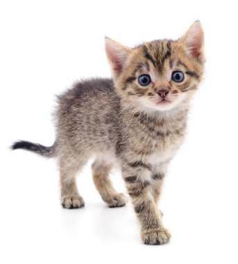 Beyaz zemin üzerinde kedi yavrusu.