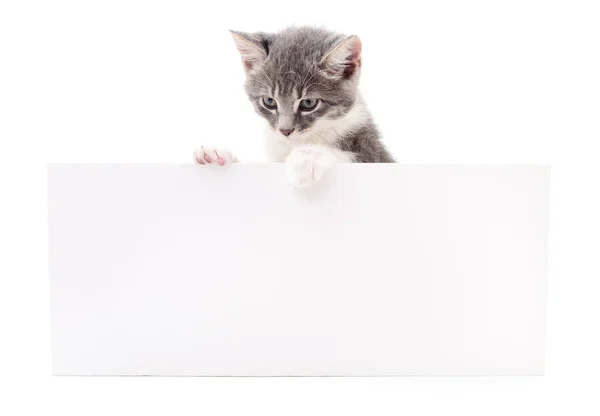 Gatito colgando en blanco . —  Fotos de Stock