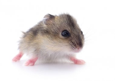 Küçük yerli hamster.