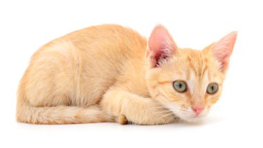 Beyaz zemin üzerinde kedi yavrusu.