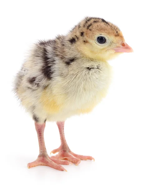 Kip Turkije geïsoleerd — Stockfoto