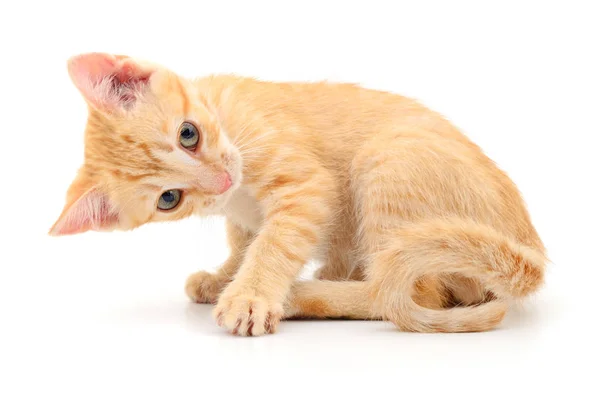 Gatinho no fundo branco. — Fotografia de Stock