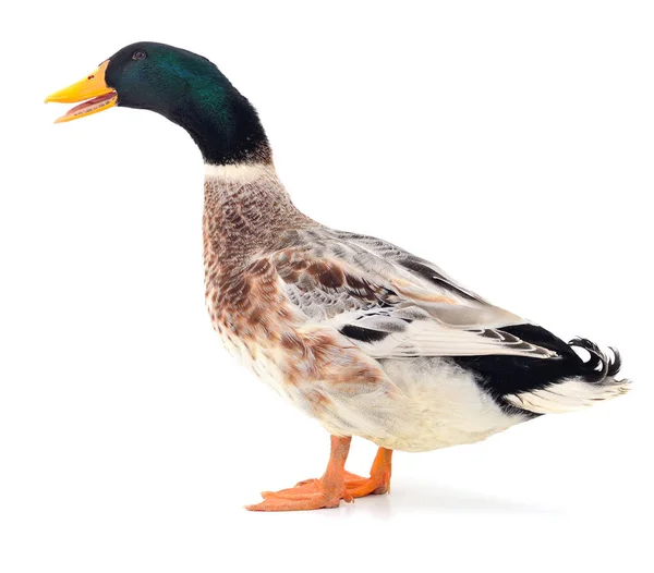 Brown duck on white. — Stock Photo, Image