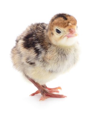 İzole tavuk Türkiye