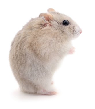 Küçük yerli hamster.
