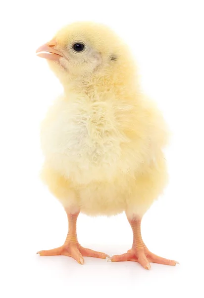 Small yellow chicken — Stock Photo, Image