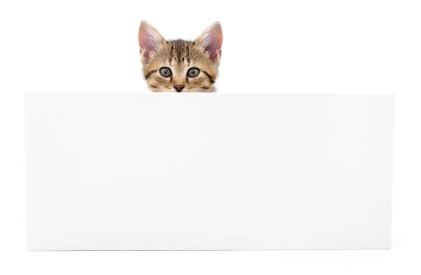 Boş posterboard üzerinde asılı kedi yavrusu — Stok fotoğraf