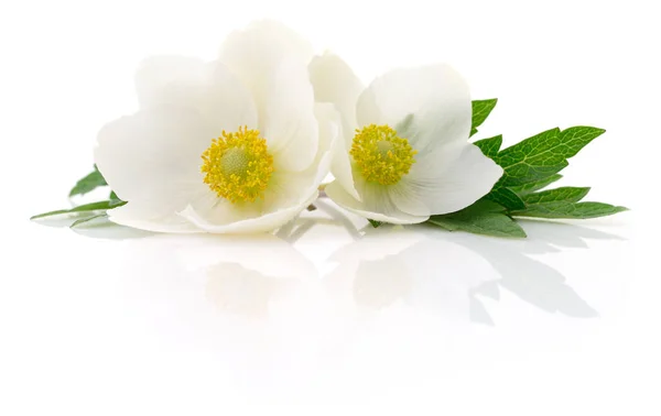 Twee witte bloemen. — Stockfoto