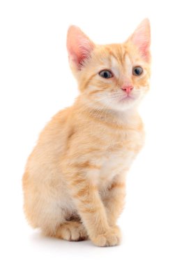 Beyaz zemin üzerinde kedi yavrusu.